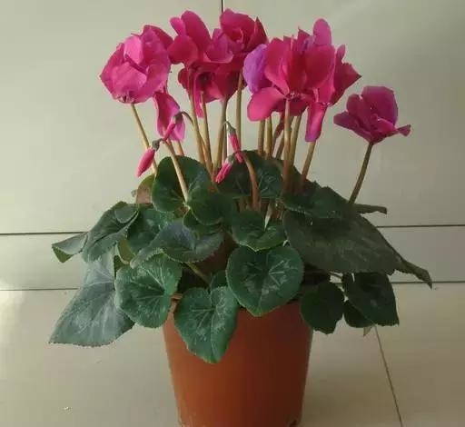 属鼠的养什么动物旺财，生肖鼠适合做什么行业