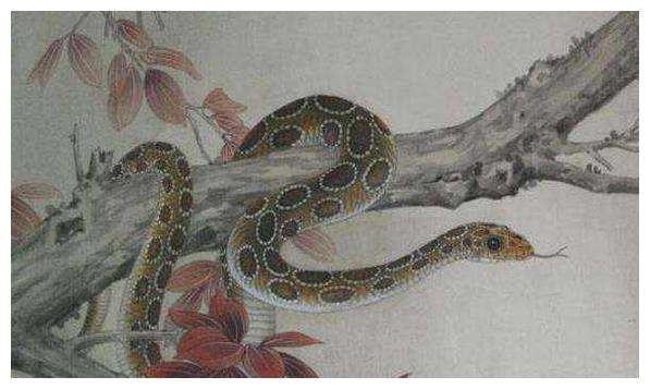 什么生肖最旺蛇，2022 最旺的4大生肖蛇