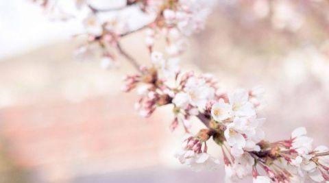 属鼠的女什么性格，属鼠1996的命运女孩子