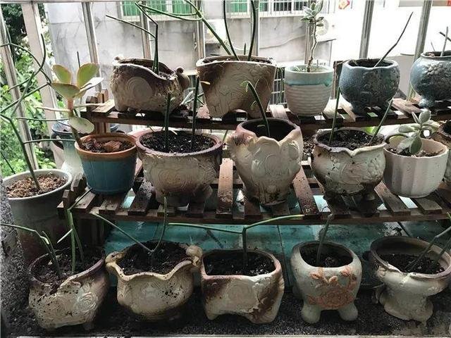 老鼠不喜欢什么植物，负鼠不喜欢什么植物