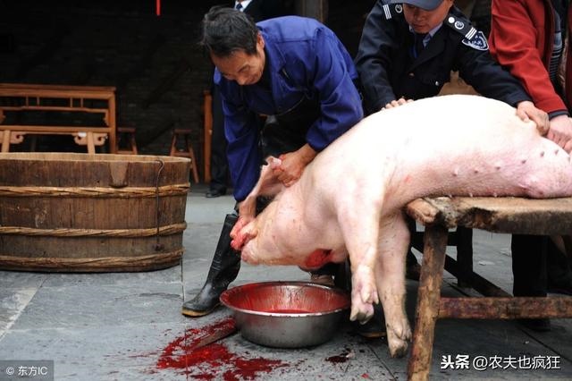 属猪的避什么属相，属猪的三害是什么生肖