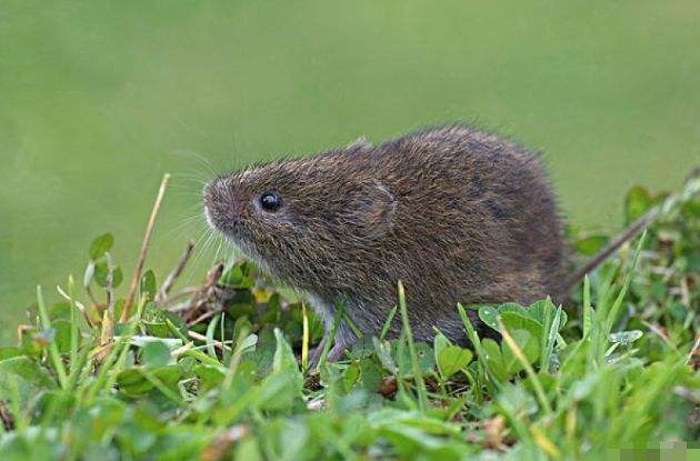 属鼠六月出生的女孩,属鼠生六月命真的不好