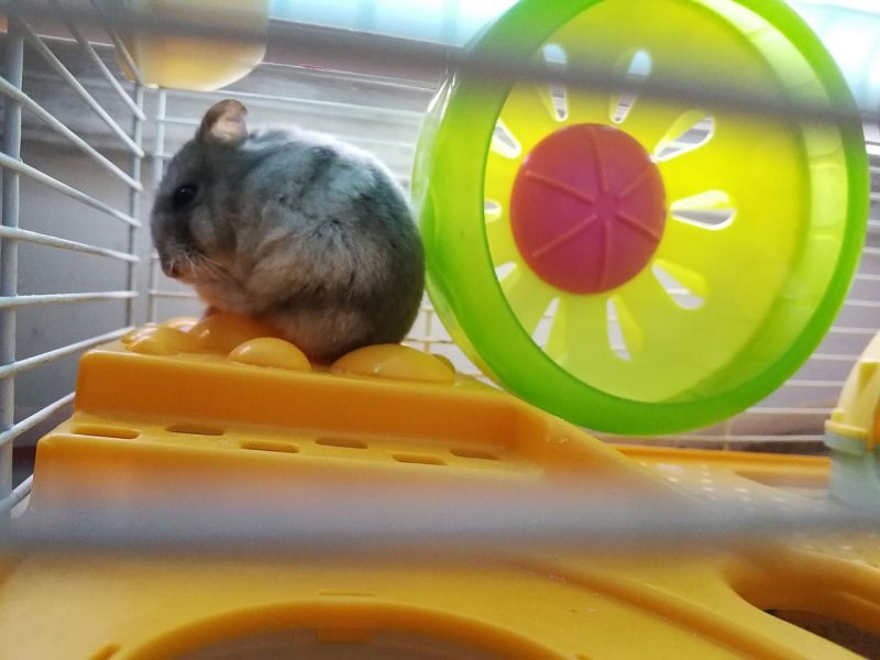 4鼠36岁后财运,84年女鼠36岁后运程"