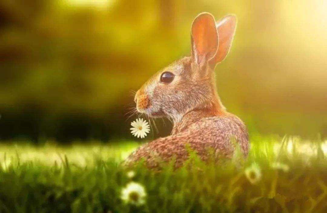 属兔在什么年运气更好，兔子生肖今年运气怎么样