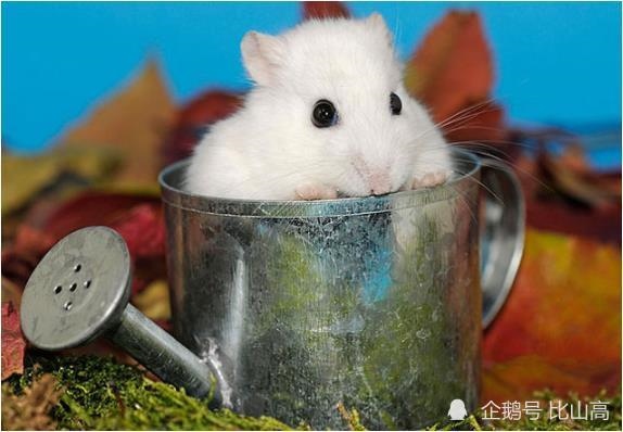 960年是不是属鼠的，1960年出生的鼠是什么命"