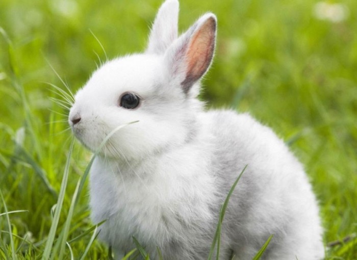 属兔忌讳什么属相，属兔的人防那三个属相