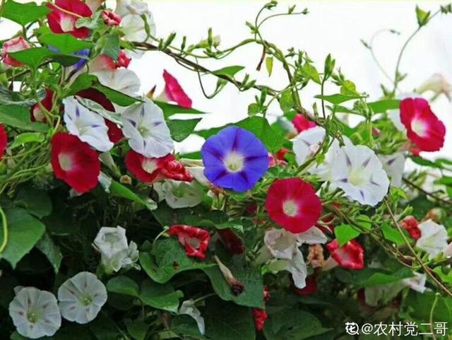 2年属鼠女的微信头像，1972年女微信头像用什么好"