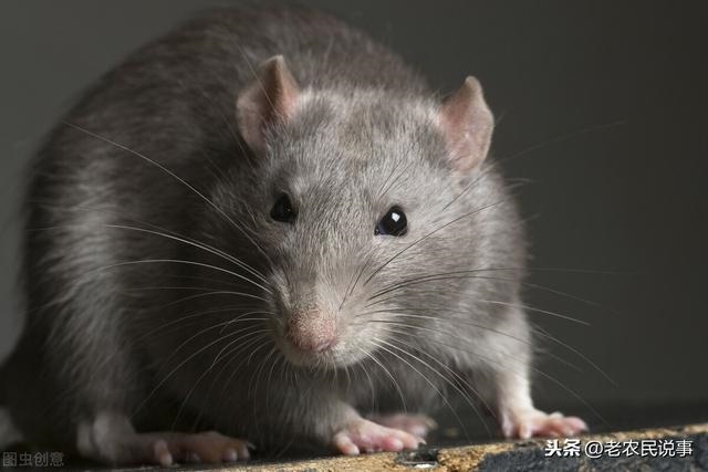 家进老鼠了怎么让老鼠消失，家里有老鼠怎么赶走