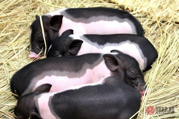 属猪的人禁忌什么颜色，2022 年属猪的忌讳是什么颜色