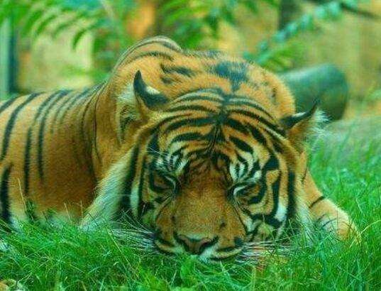 4年属虎男婚配表，属马的男是哪年出生的"