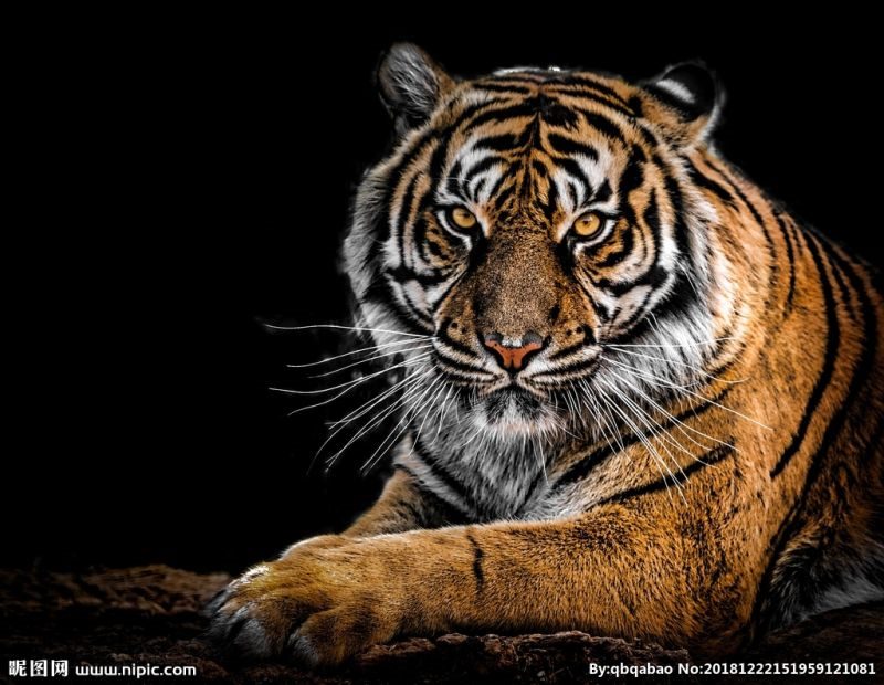 6年属鼠女生跟98年属虎男生，96年属鼠女和98年属虎男相配吗"