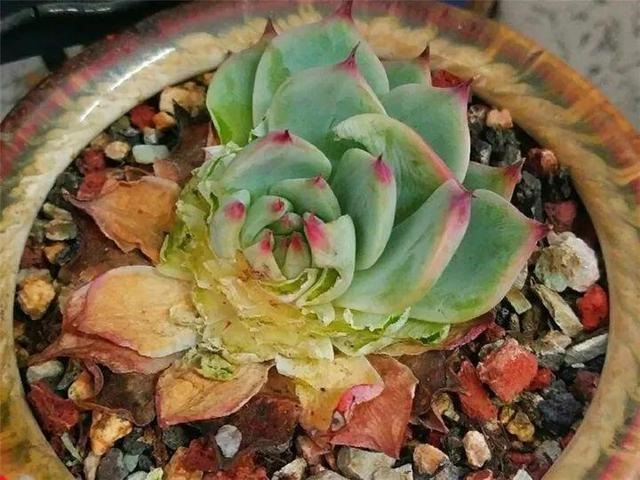 老鼠不喜欢什么植物，负鼠不喜欢什么植物