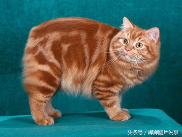 最能吓死老鼠的猫叫声，老鼠超声波驱鼠器声音