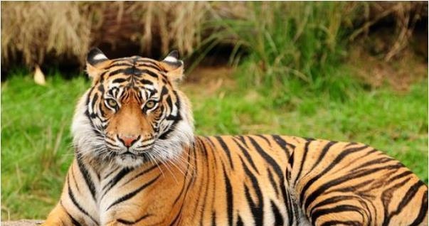 974年属虎今日运势查询,74年属虎2022年运势完整版"