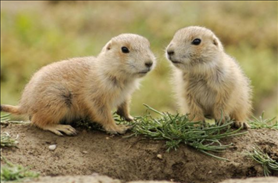 996属鼠今年多少岁，九六年的今年多大2022"