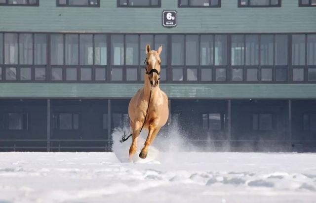 马与马怎么交流，怎样同43岁的马女聊天