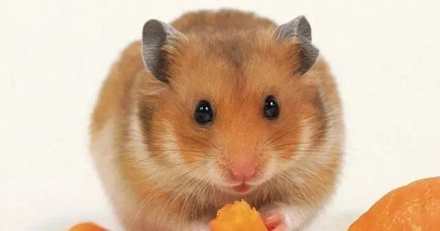 几点出生的老鼠命好，属鼠几点出生更好命女孩