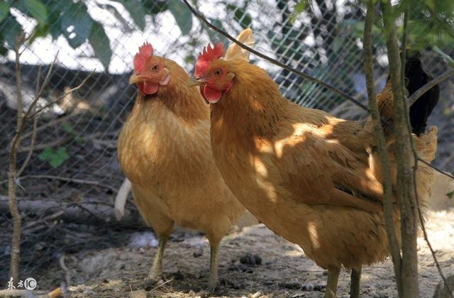 9年属鸡人未来十年运程，属鸡人未来十年运势"