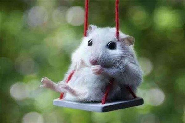 996年属鼠的运势男，2022