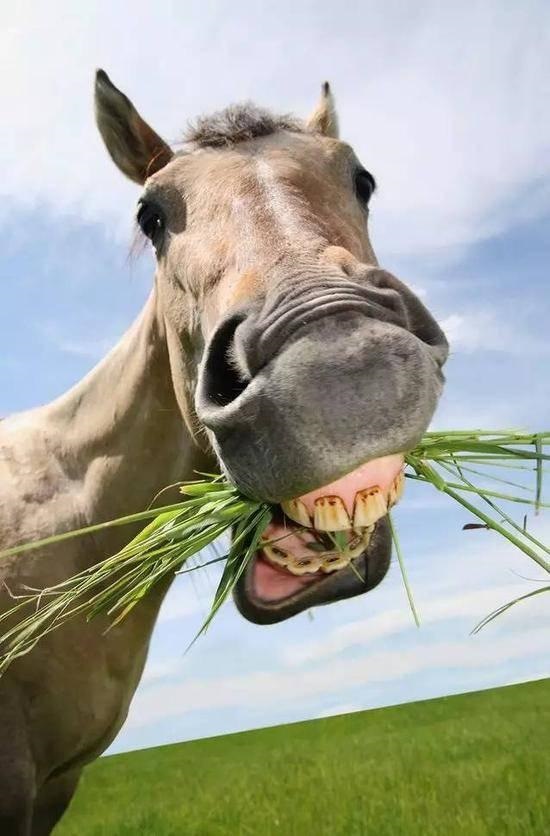 马与马怎么交流，怎样同43岁的马女聊天