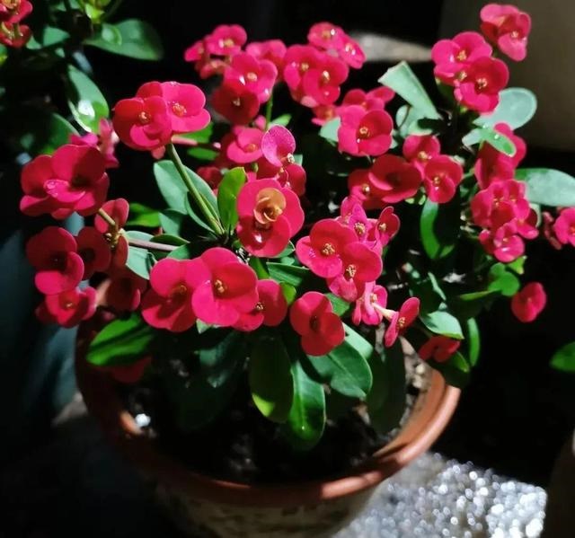 998属虎最忌几月出生，属虎人一生最旺3个人"