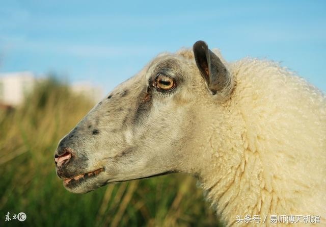 属羊的今年财运好不好,属虎的今年财运方向