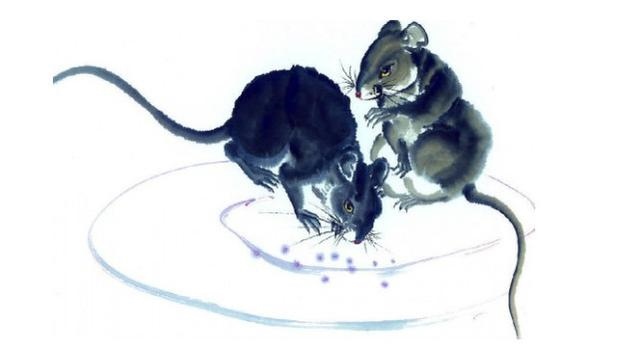 属鼠的女人都清纯可爱吗，属鼠女是那种美女