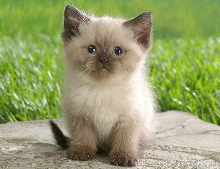 最能吓死老鼠的猫叫声，老鼠超声波驱鼠器声音