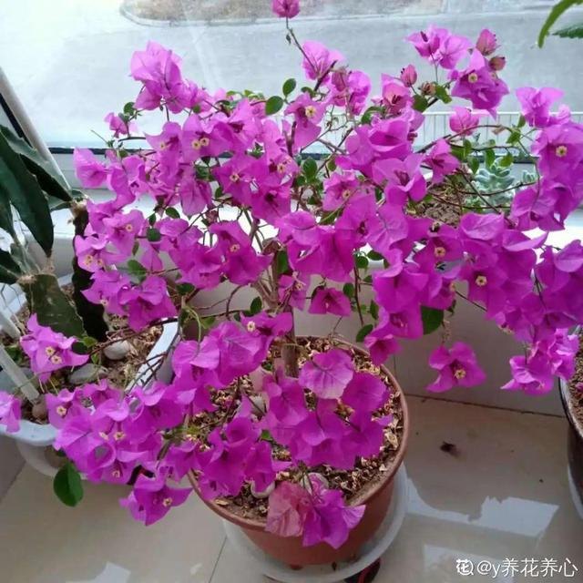 998属虎最忌几月出生，属虎人一生最旺3个人"