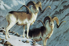 1年属羊的婚配表，属羊91女男最配属相"