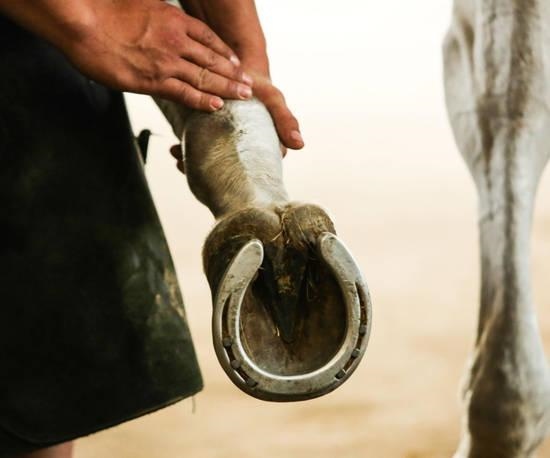马与马怎么交流，怎样同43岁的马女聊天