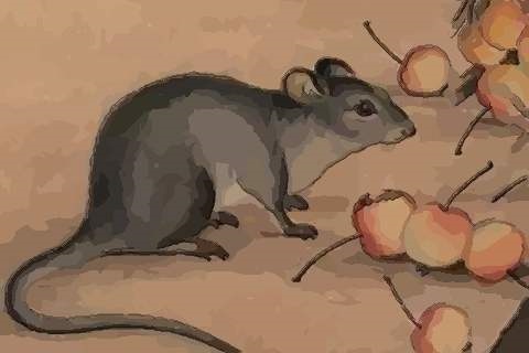 属鼠的九月十九生命运怎么样，生肖鼠2022 年9月19日的运气