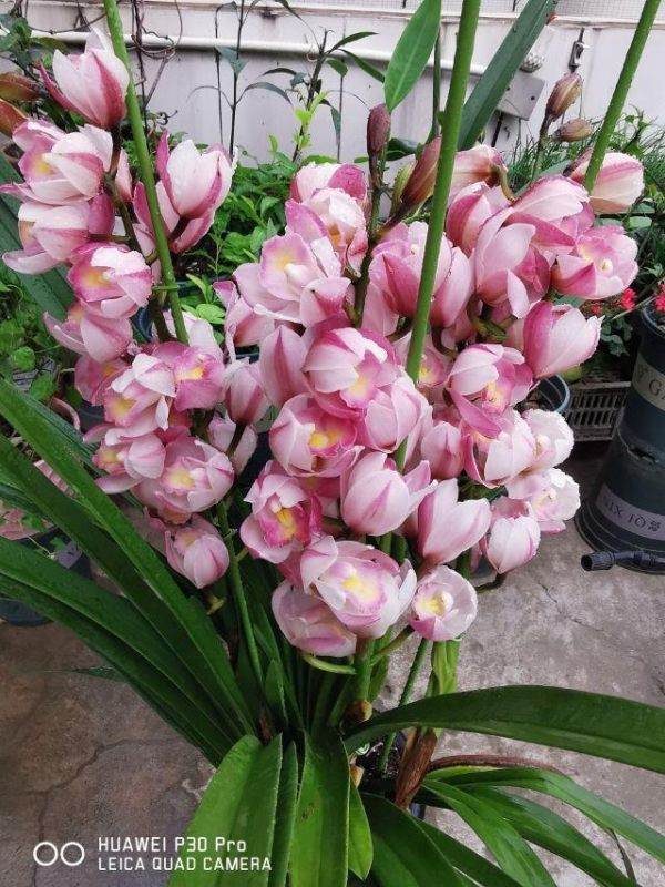 属牛本命年的人运势如何，牛人本命年过后运势