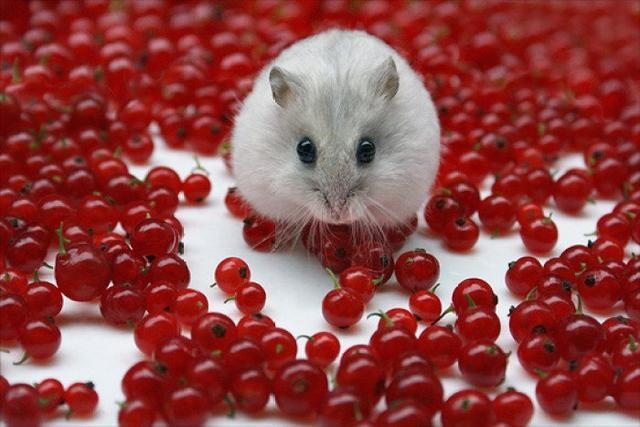 喜欢鼠类的人性格，喜欢猫的女生心理学