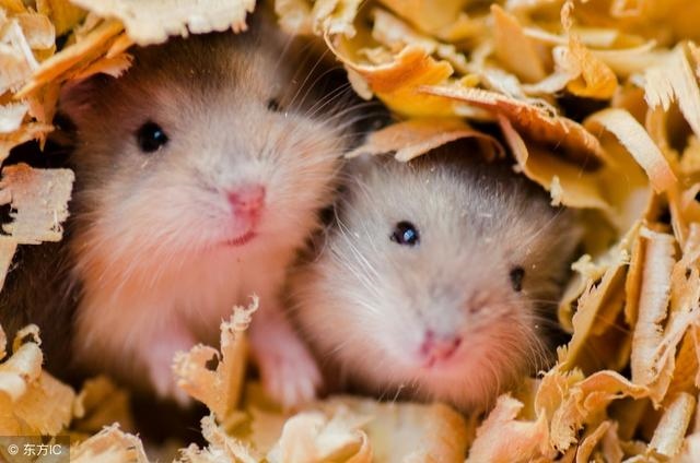 属鼠人的财运如何,七二年鼠人今日财运