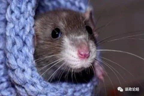 022年属鼠人女性的运气，72年属鼠49岁有一灾2022"