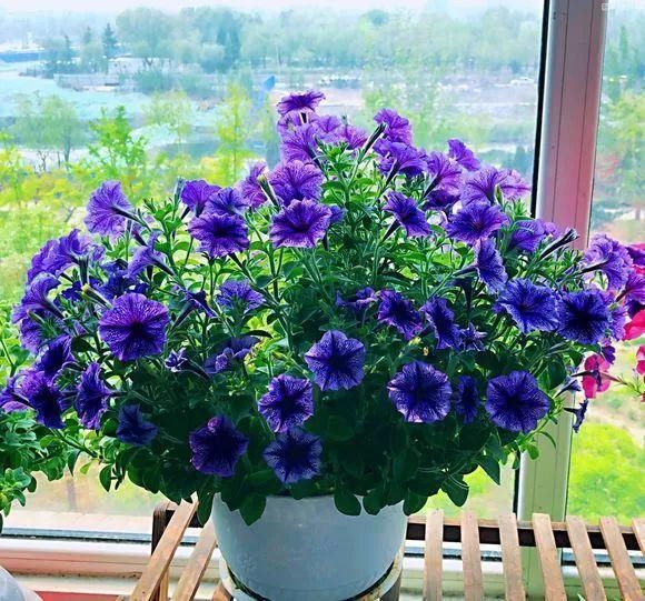 2年属鼠女的微信头像，1972年女微信头像用什么好"