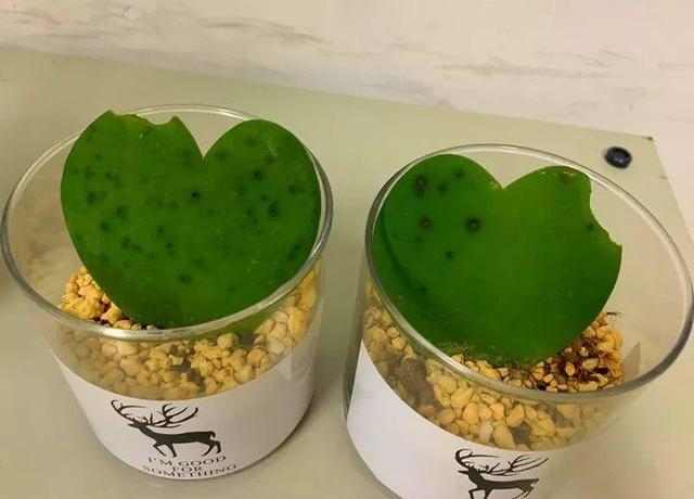 老鼠不喜欢什么植物，负鼠不喜欢什么植物