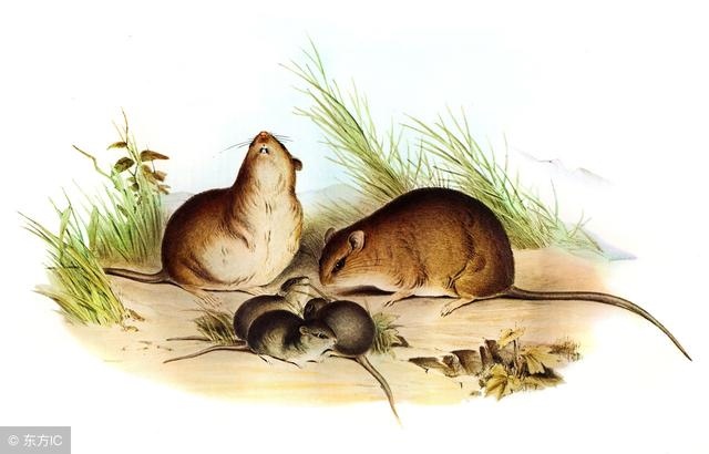 七二年鼠年运势，七二年的女鼠2022 年每月运势