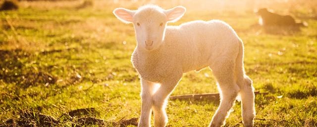 022年白羊女人的全年运势，2022运势好到爆的星座"