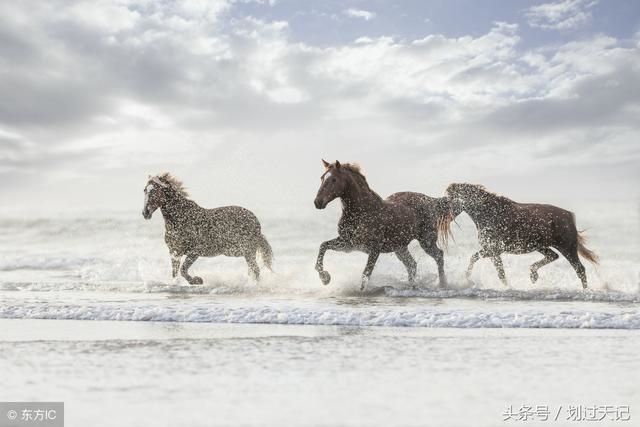 属龙婚姻生肖配对，生肖龙一生会有几段婚姻