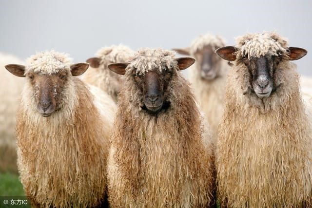 979年羊年运势如何，牛年运程2022