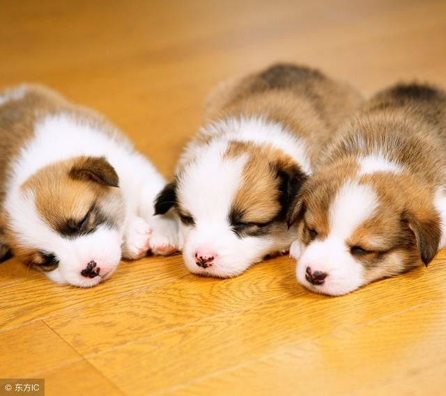 2年属狗40岁有什么讲究,87年属兔33岁有一劫"