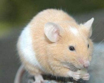 2年属鼠什么时候交大运,1996年属鼠什么时候走大运"