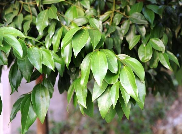 老鼠怕什么气味老鼠怕什么东西，老鼠笼捕鼠器