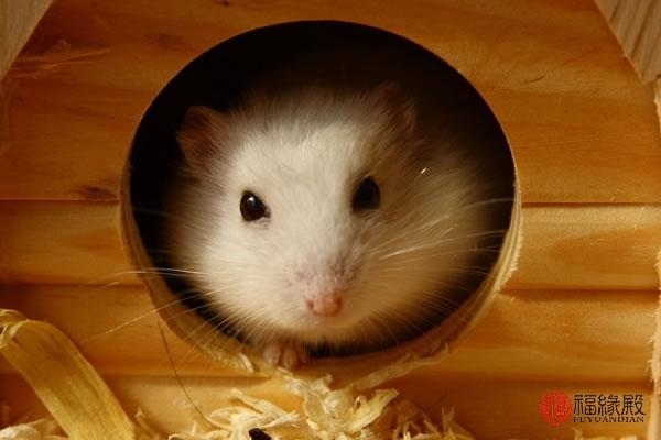 4年属鼠人一生，属龙出生时间与命运"