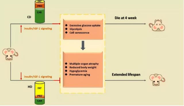 948年女鼠寿命多长，1948年属鼠人寿命女性"