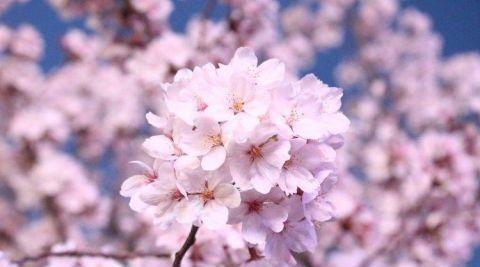 属鼠的女什么性格，属鼠1996的命运女孩子