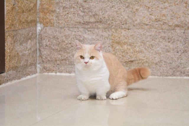 猫叫声驱鼠器赶老鼠的猫叫，猫叫声音驱赶老鼠