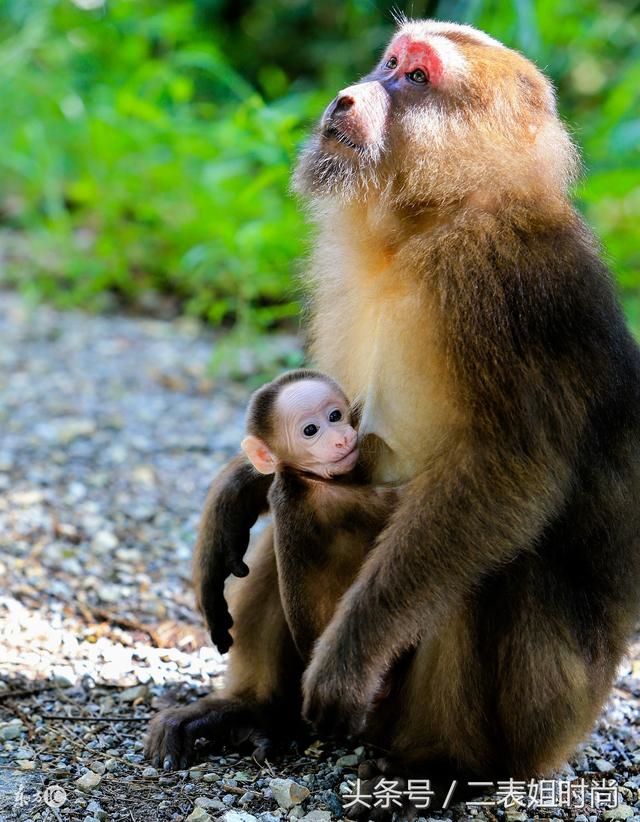 鼠人一生中会遇到贵人是谁,属鼠的命中注定的伴侣